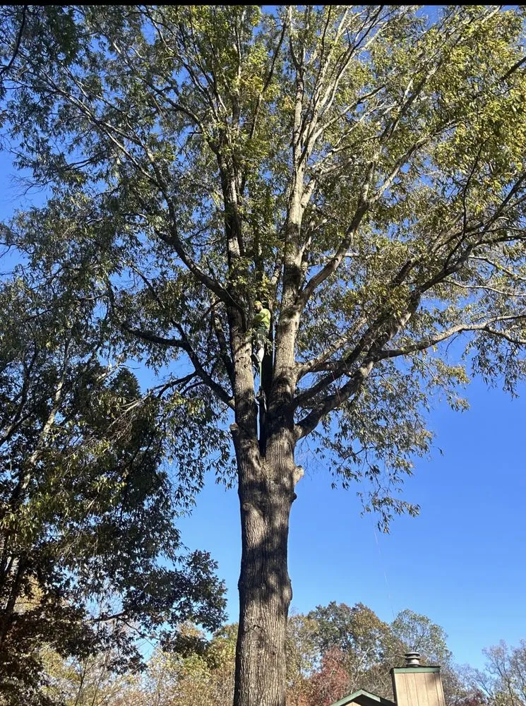 Reliable yard cleanup service with custom design in Troy, NC by Carolina Lawn & Tree