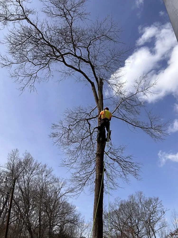 Affordable yard maintenance for outdoor upgrades in Troy, NC by Carolina Lawn & Tree