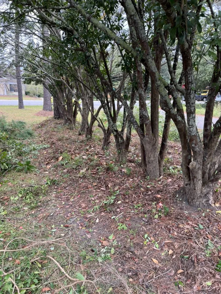 Professional residential landscaping in Johnsonville, SC - Carolina Lawn Rescue