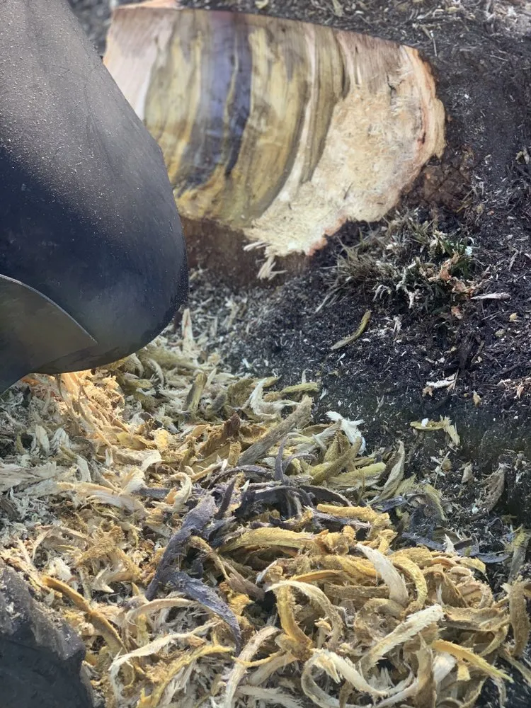 Local yard maintenance for year-round maintenance in Wilmington, NC by Carolina Pressure Washing & Outdoor Services