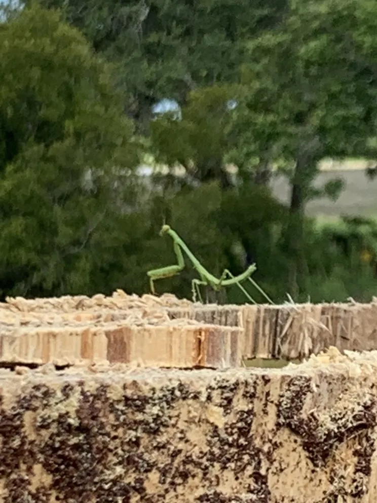 Trusted yard cleanup service near you in Wilmington, NC by Carolina Pressure Washing & Outdoor Services