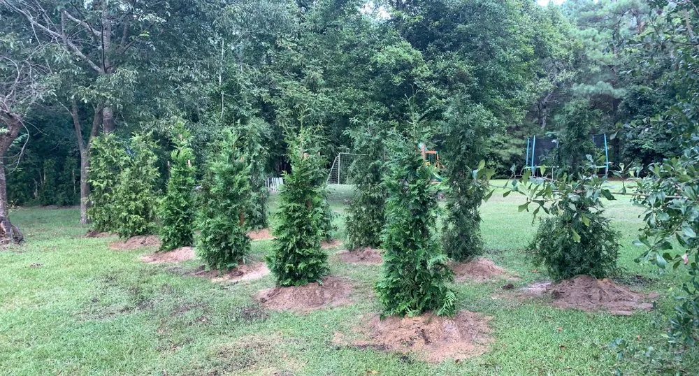Affordable lawn mowing service for outdoor upgrades in Bear Creek, NC by Carolina Privacy Trees