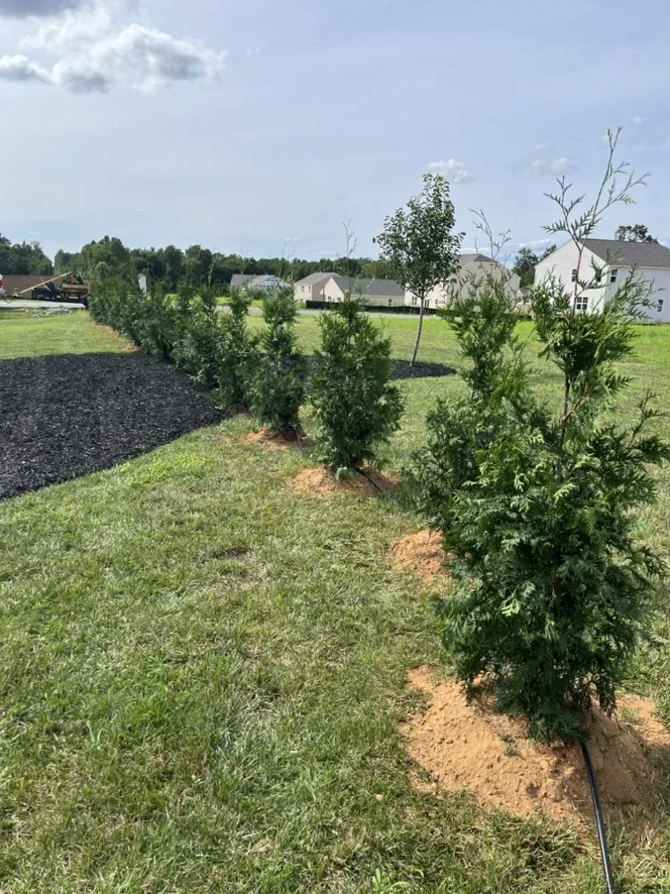 Reliable yard maintenance experts serving Bear Creek, NC - Carolina Privacy Trees