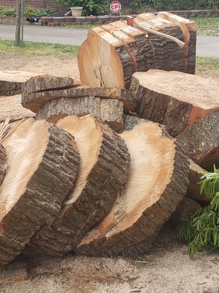 Custom yard maintenance experts serving Charlotte, NC - Carolina Tree & Landscape