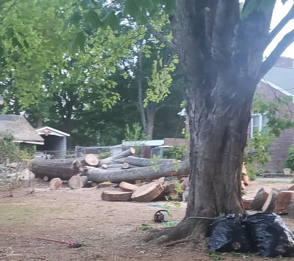 Top-rated yard cleanup service near you in Charlotte, NC by Carolina Tree & Landscape