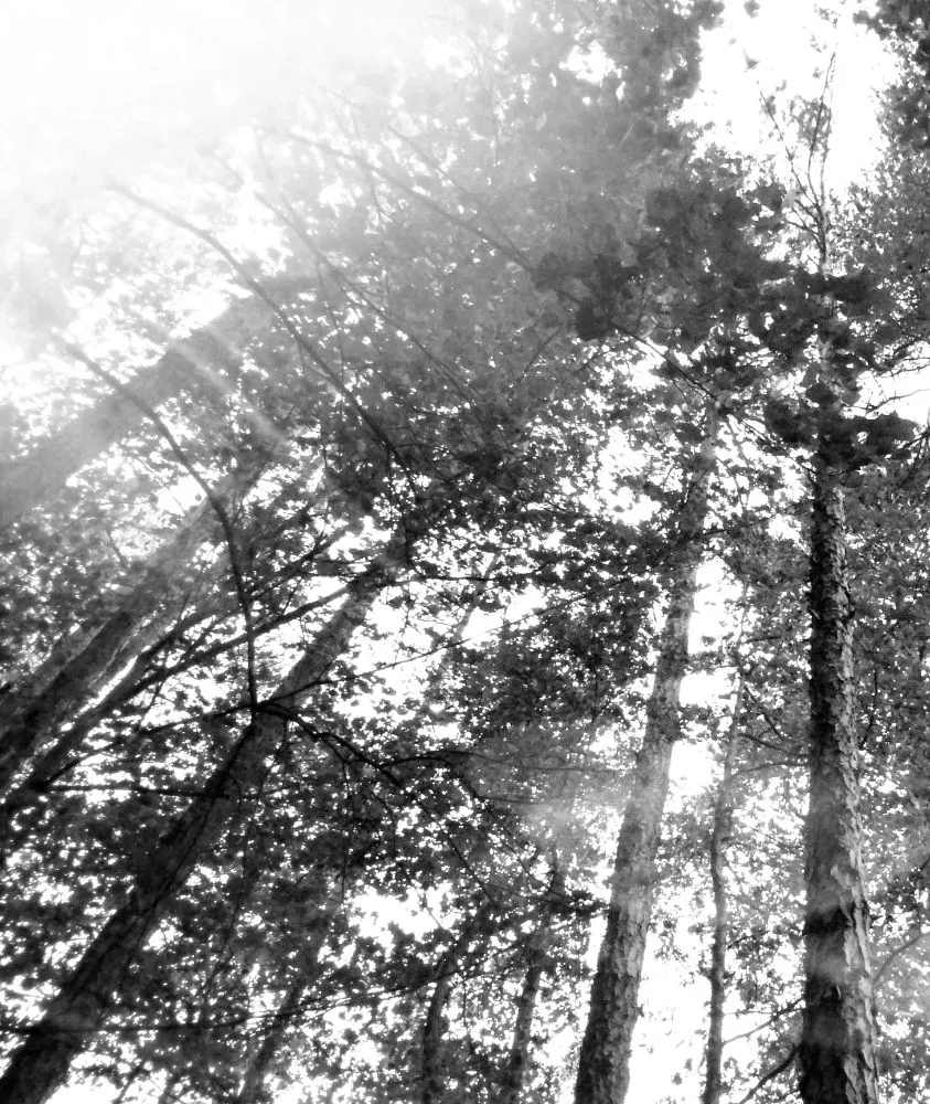 Local landscape installation near you across Charlotte, NC - Carolina Tree & Landscape