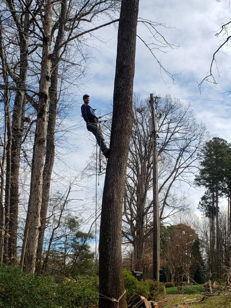 Top-rated landscape design for outdoor upgrades in Charlotte, NC by Carolina Tree & Landscape