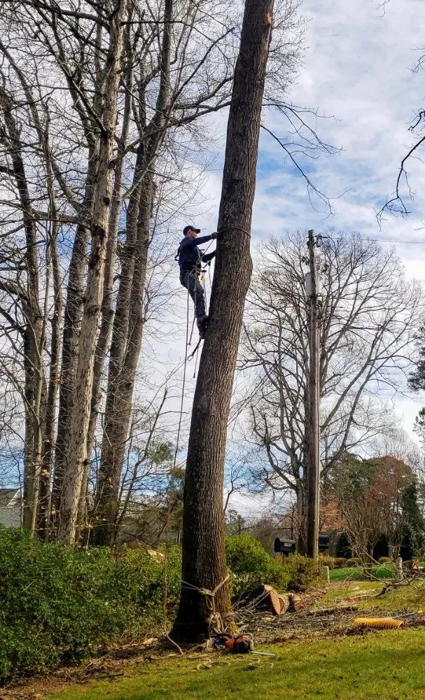 Local landscape design in Charlotte, NC - Carolina Tree & Landscape