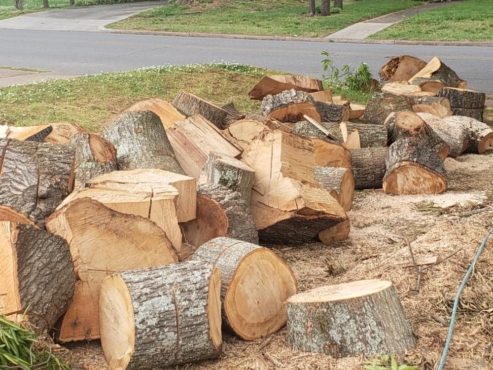 Expert lawn care service experts serving Charlotte, NC - Carolina Tree & Landscape