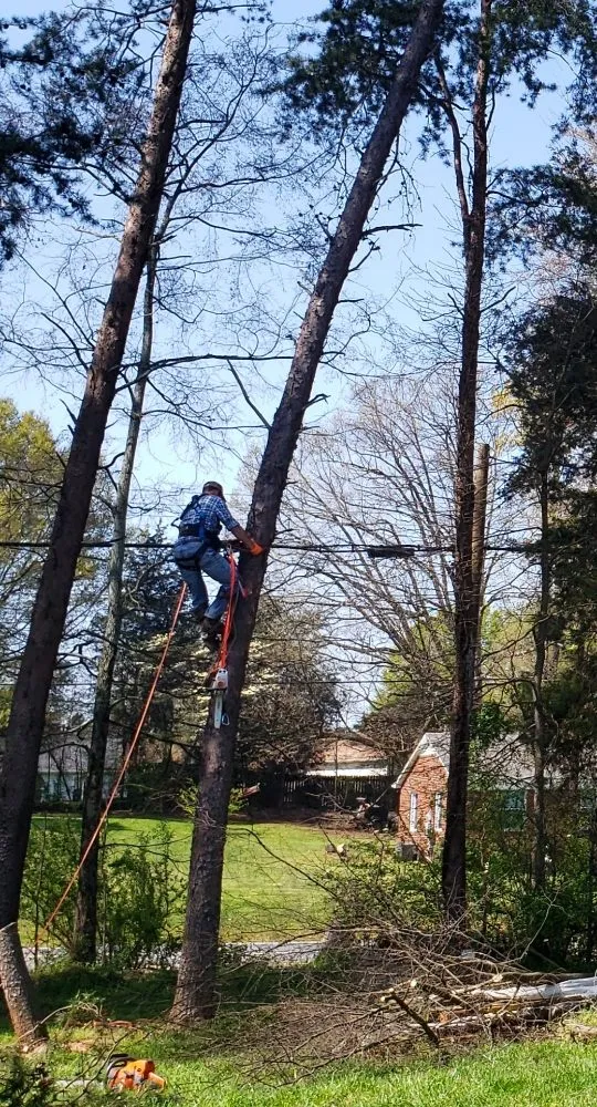 Trusted garden landscaping experts serving Charlotte, NC - Carolina Tree & Landscape