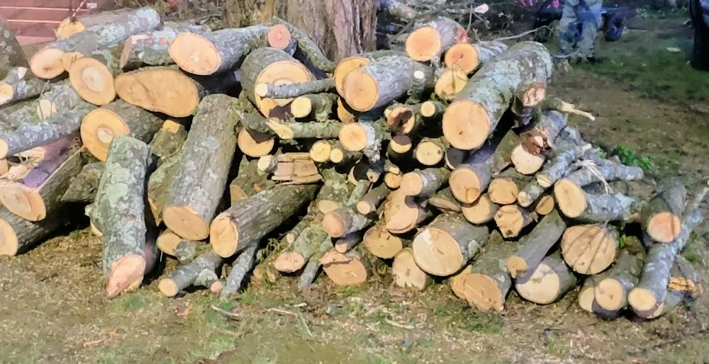 Expert outdoor landscaping in Charlotte, NC - Carolina Tree & Landscape