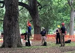 Trusted yard cleanup service in Charlotte, NC by Carolina Tree And Landscape