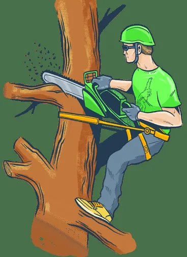 Affordable residential landscaping for year-round maintenance across Charlotte, NC - Carolina Tree And Landscape