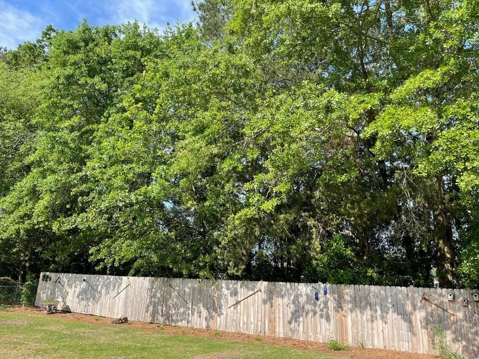 Reliable outdoor landscaping in Hope Mills, NC - Carolina Tree Experts