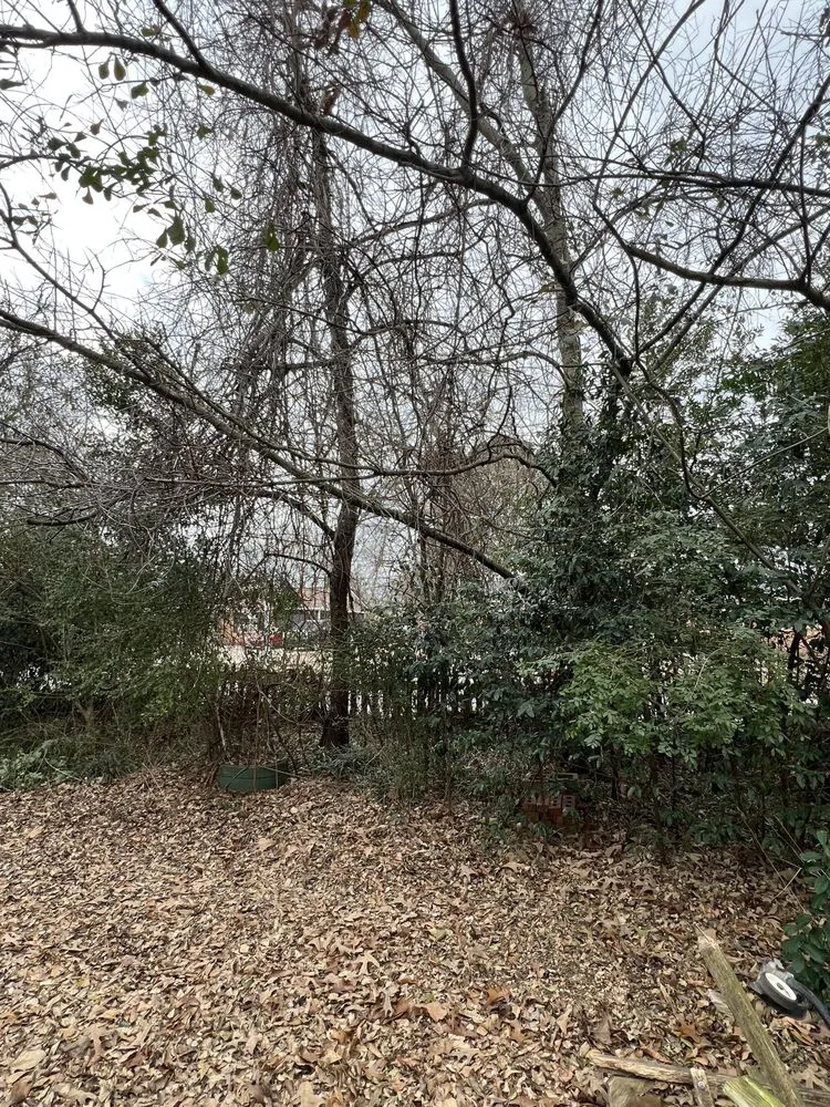 Affordable yard cleanup service for residential properties in Hope Mills, NC by Carolina Tree Experts