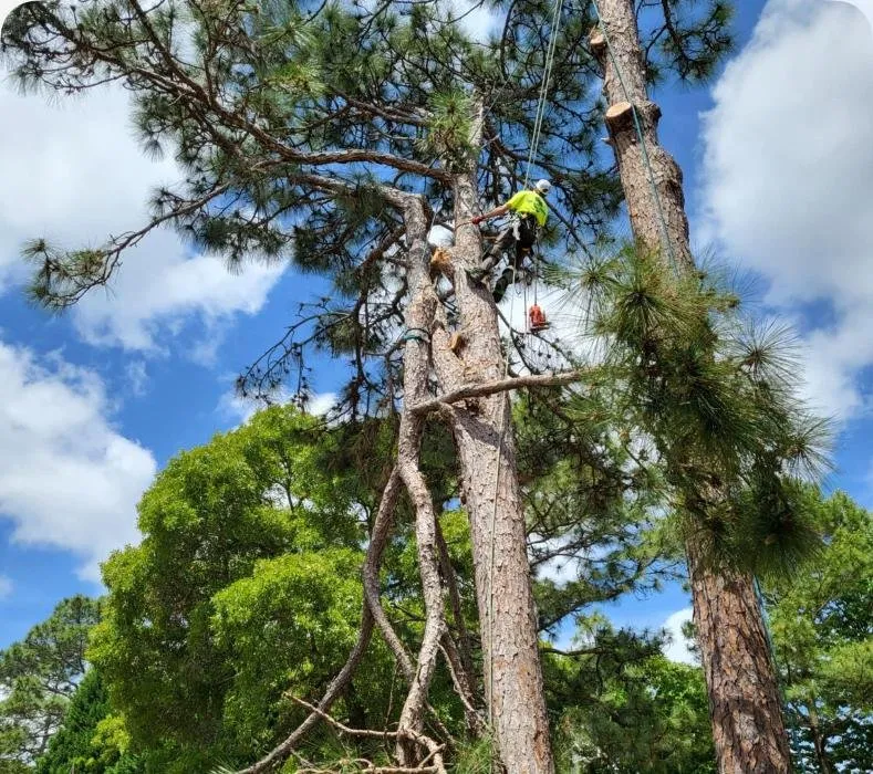 Affordable landscape installation experts serving Hope Mills, NC - Carolina Tree Experts