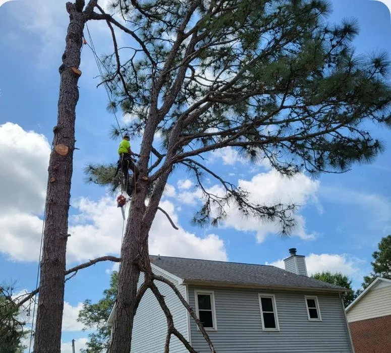 Trusted landscape installation for outdoor upgrades in Hope Mills, NC by Carolina Tree Experts