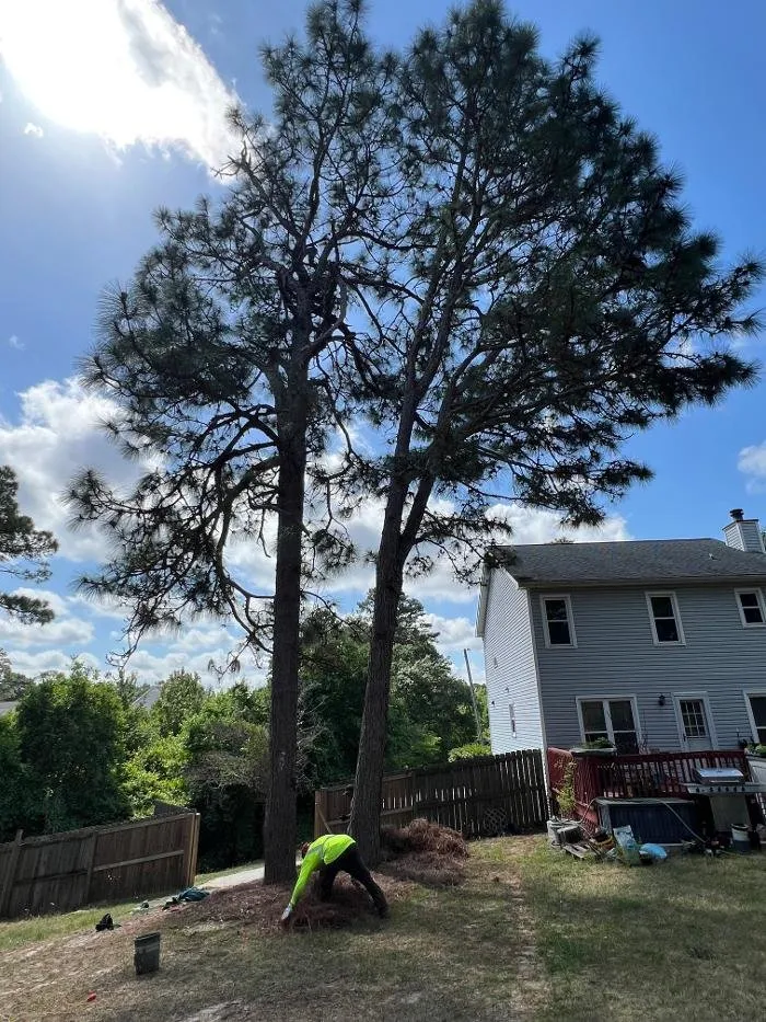 Affordable residential landscaping experts serving Hope Mills, NC - Carolina Tree Experts