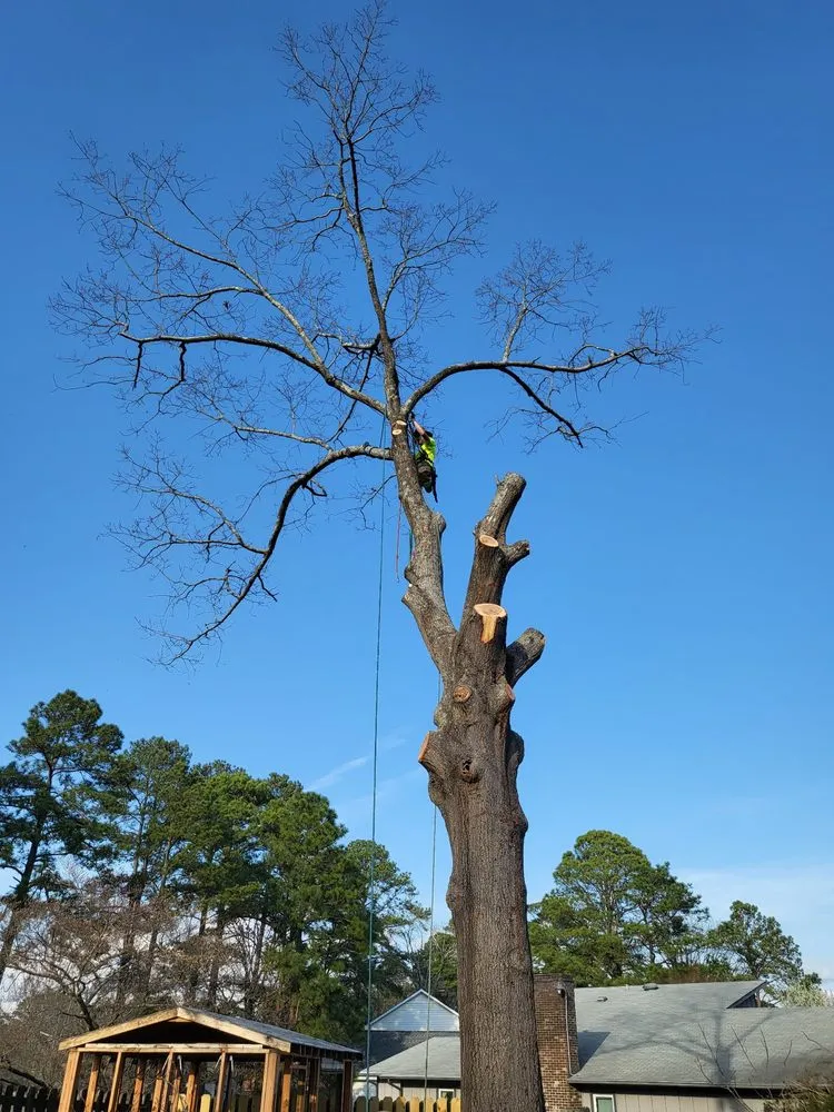 Top-rated garden landscaping in Hope Mills, NC by Carolina Tree Experts