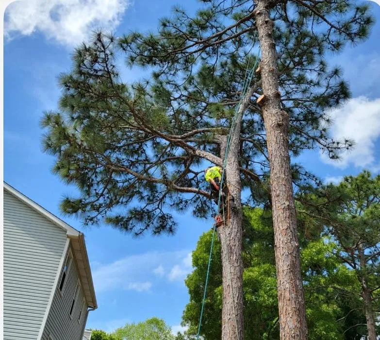 Top-rated landscaping services experts serving Hope Mills, NC - Carolina Tree Experts