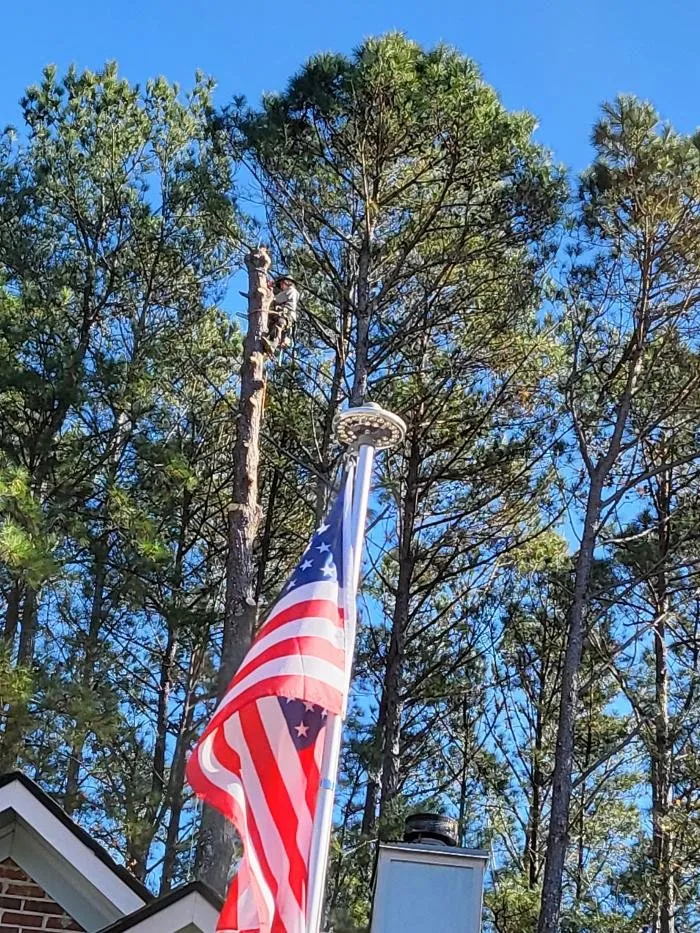 Top-rated yard cleanup service experts serving Hope Mills, NC - Carolina Tree Experts