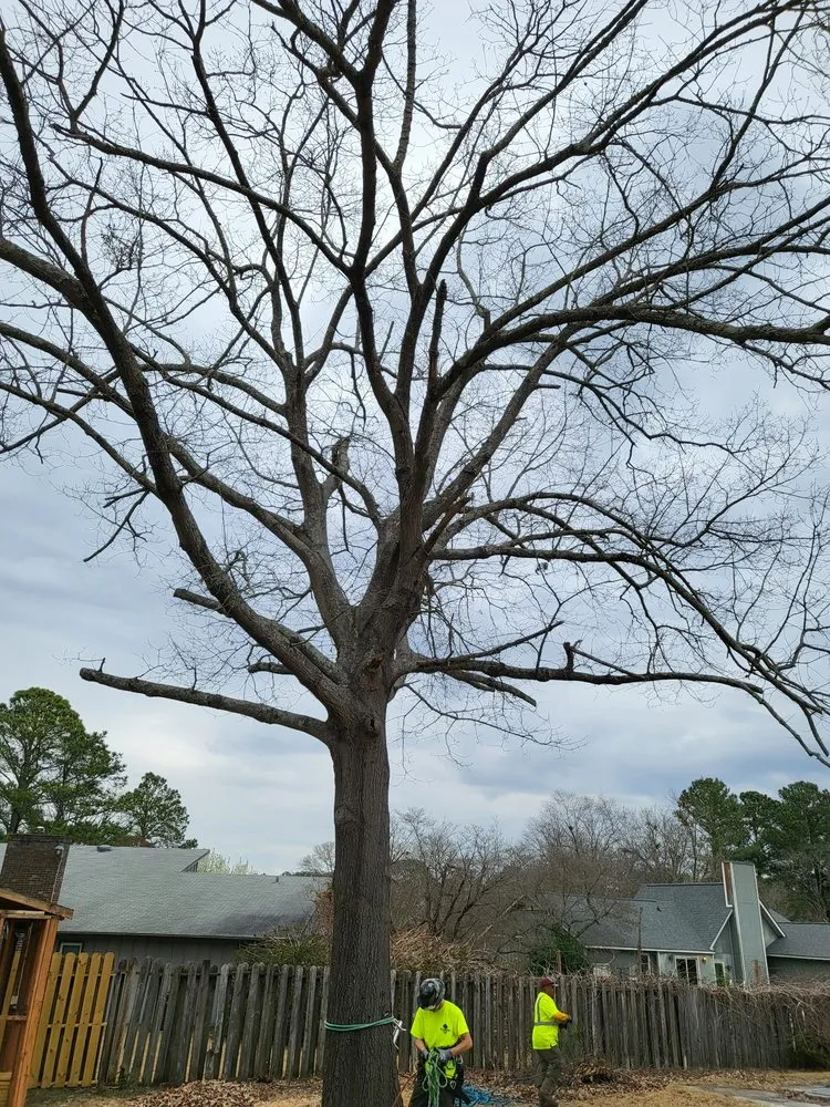 Affordable residential landscaping experts serving Hope Mills, NC - Carolina Tree Experts