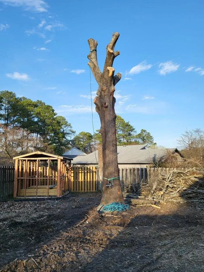 Trusted landscaping services in Hope Mills, NC - Carolina Tree Experts