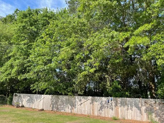 Carolina Tree Experts