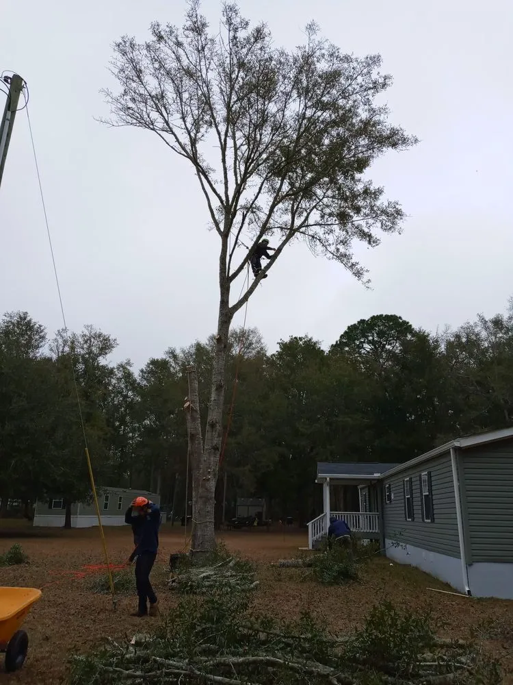 Local lawn care service experts serving Summerville, SC - Carolina Tree Trimmers