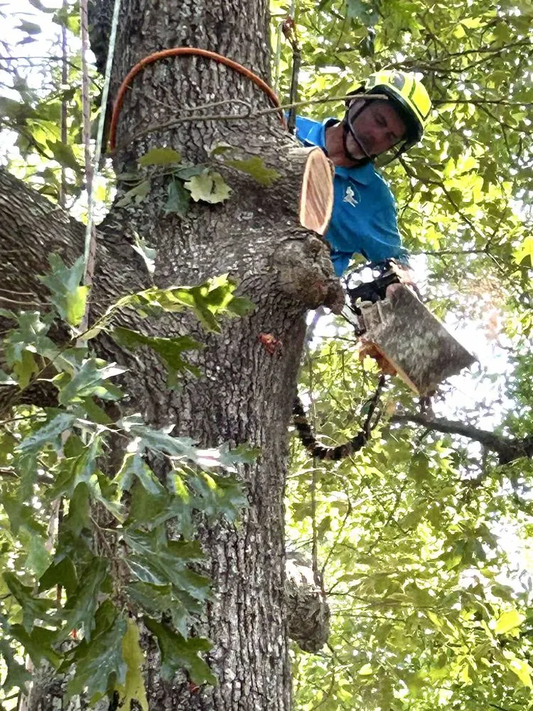 Local landscape design experts serving Summerville, SC - Carolina Tree Trimmers