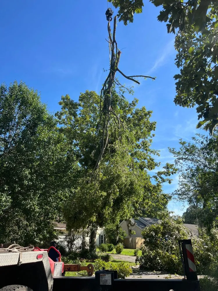 Professional outdoor landscaping experts serving Summerville, SC - Carolina Tree Trimmers