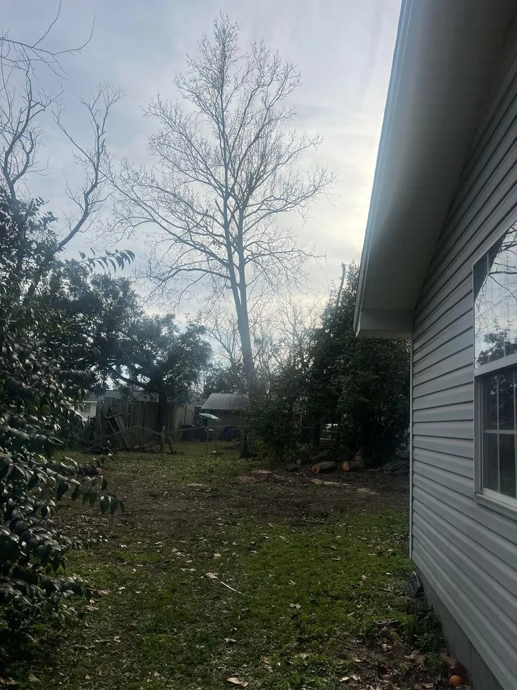 Top-rated yard cleanup service experts serving Summerville, SC - Carolina Tree Trimmers