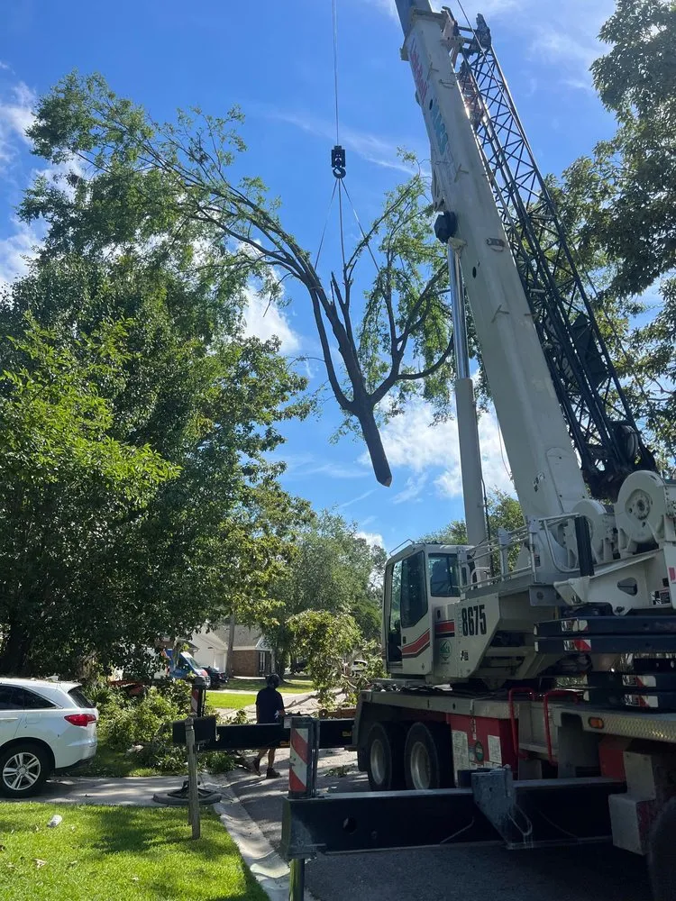 Professional landscape installation experts serving Summerville, SC - Carolina Tree Trimmers