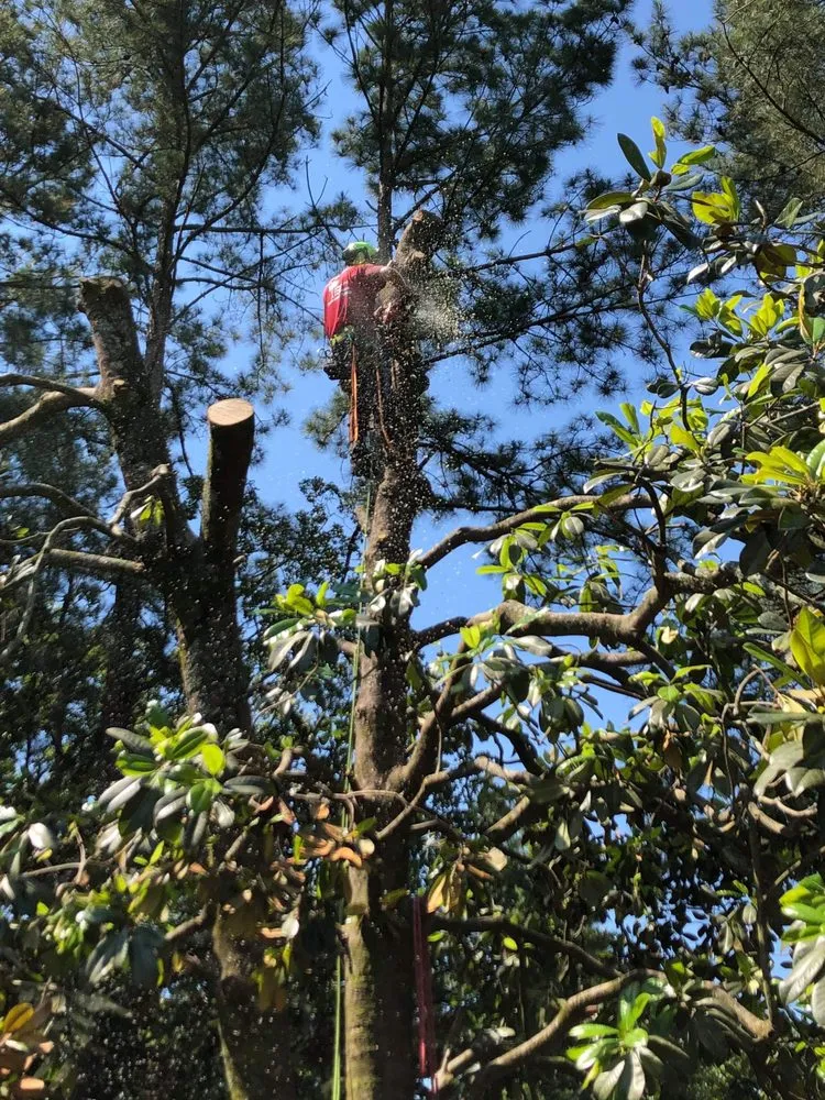 Affordable outdoor landscaping in Summerville, SC by Carolina Tree Trimmers