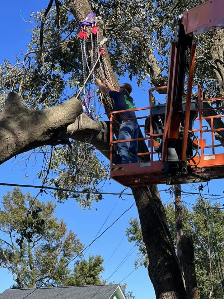 Affordable yard cleanup service with custom design in Summerville, SC by Carolina Tree Trimmers