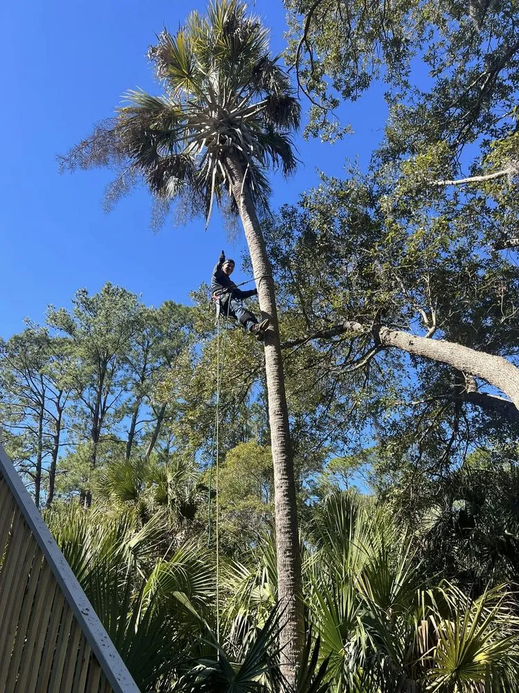 Top-rated lawn care service for year-round maintenance in Summerville, SC by Carolina Tree Trimmers