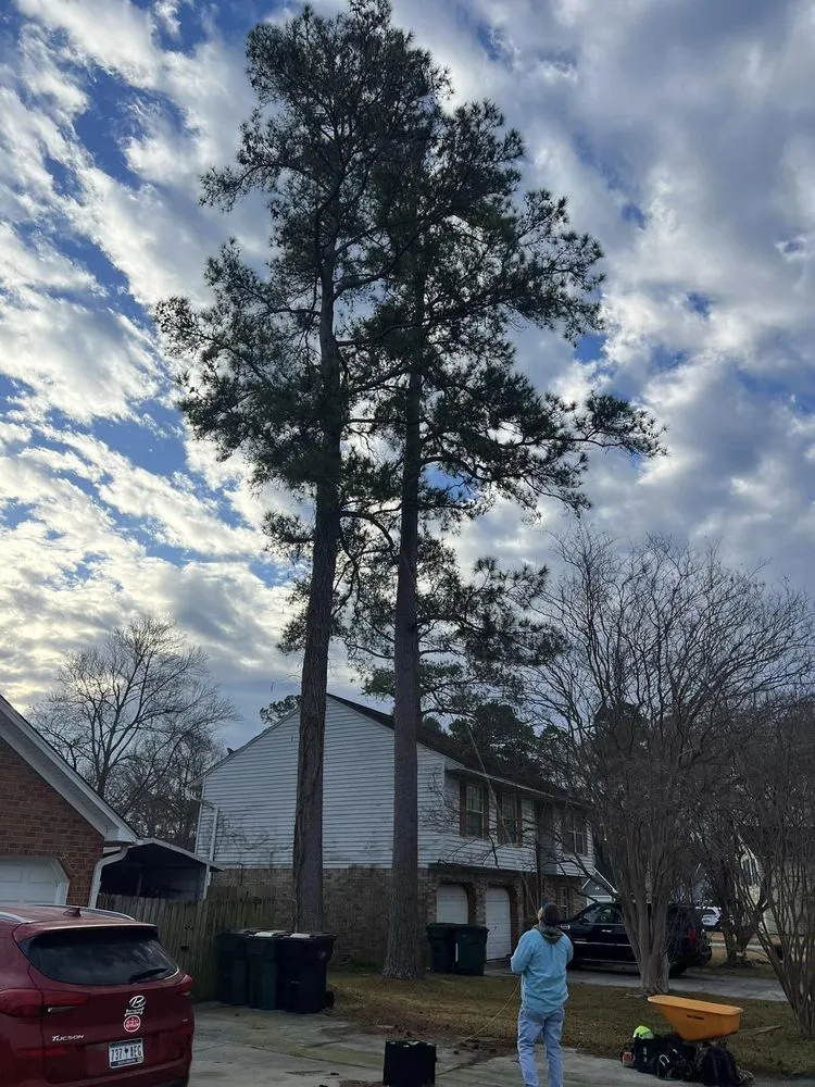 Affordable outdoor landscaping for year-round maintenance across Summerville, SC - Carolina Tree Trimmers