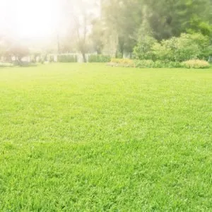 Local yard cleanup service experts serving Charlotte, NC - Carolina Turf and Mosquito