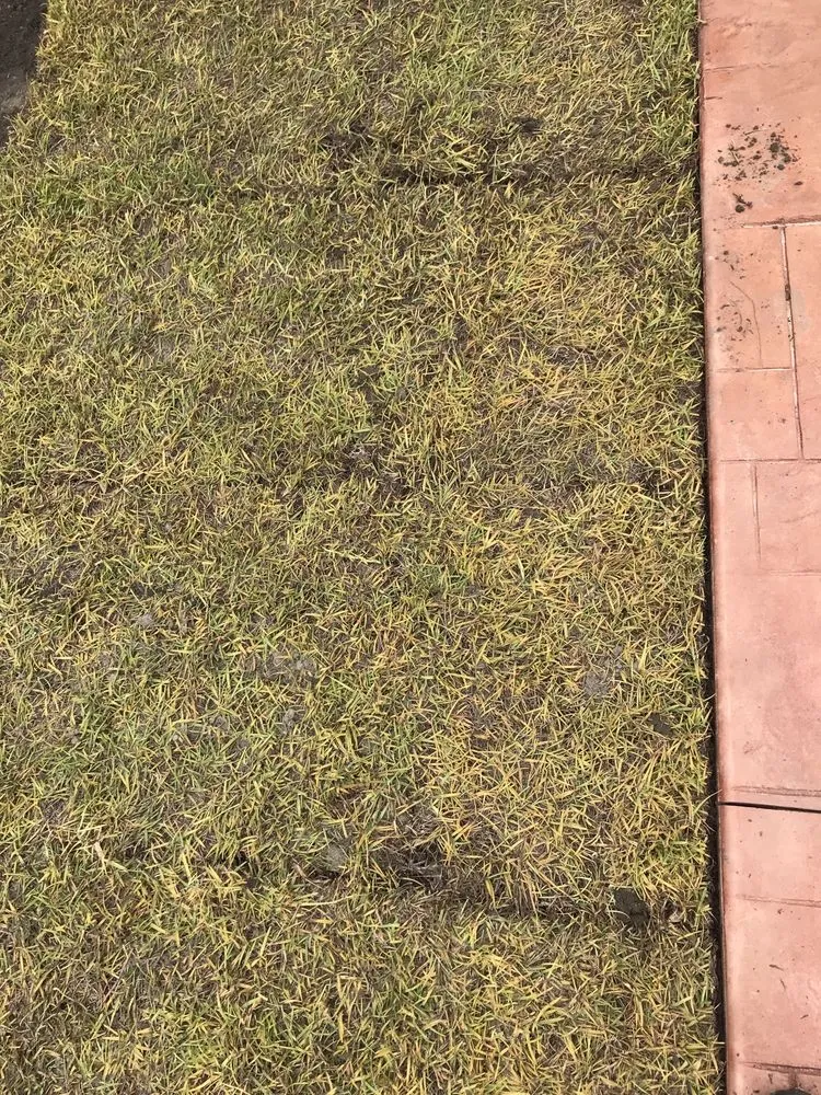 Local landscape installation experts serving Raeford, NC - Carolina Turf Farms Inc