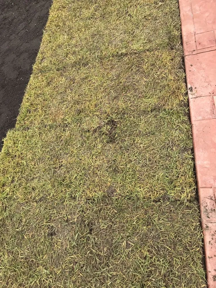 Reliable lawn mowing service in Raeford, NC - Carolina Turf Farms Inc