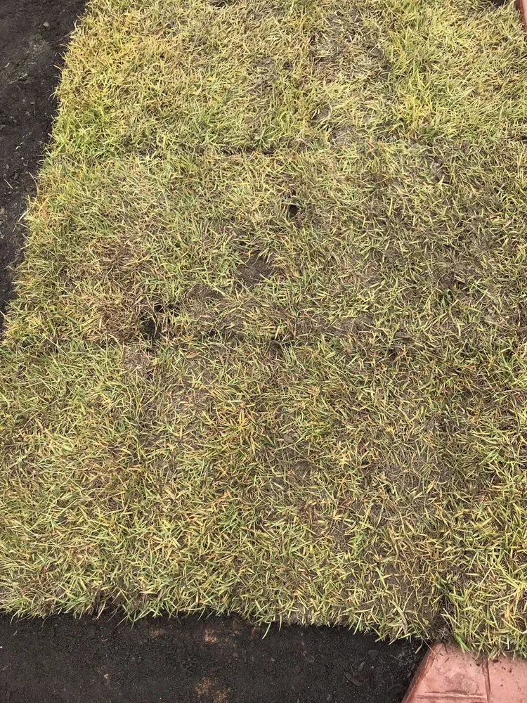 Local yard cleanup service experts serving Raeford, NC - Carolina Turf Farms Inc