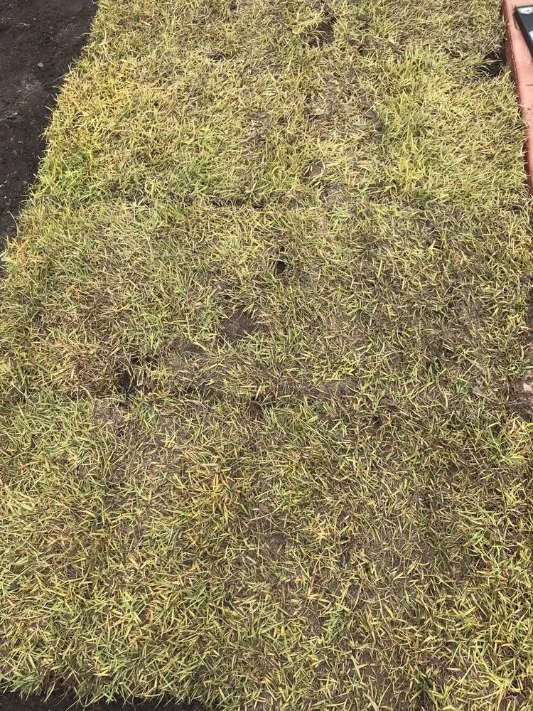 Expert lawn care service in Raeford, NC - Carolina Turf Farms Inc