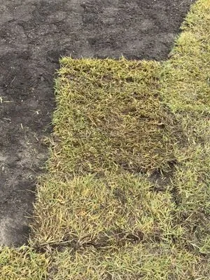 Carolina Turf Farms Inc Logo