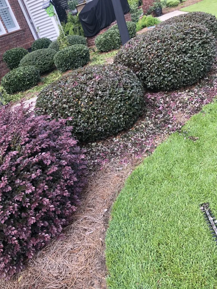 Affordable yard cleanup service for outdoor upgrades across Goldsboro, NC - Caroline Landscaping