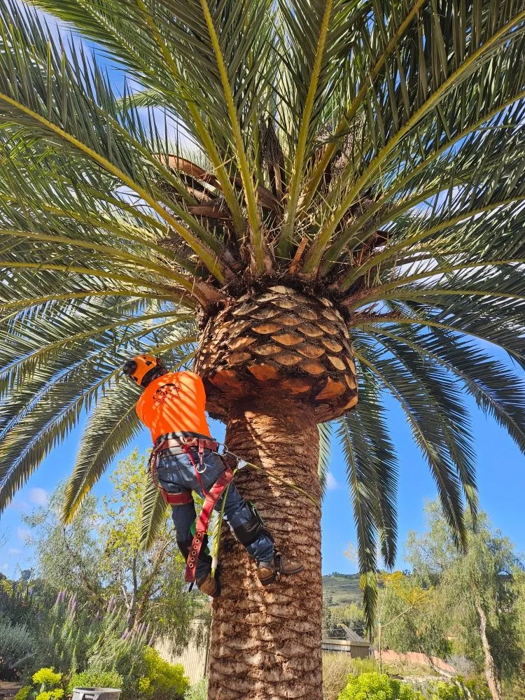 Custom yard maintenance in San Marcos, CA by Caro's Landscape