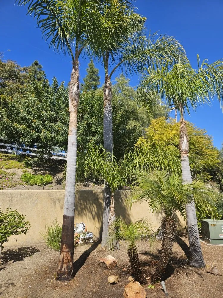 Professional yard cleanup service for residential properties in San Marcos, CA by Caro's Landscape