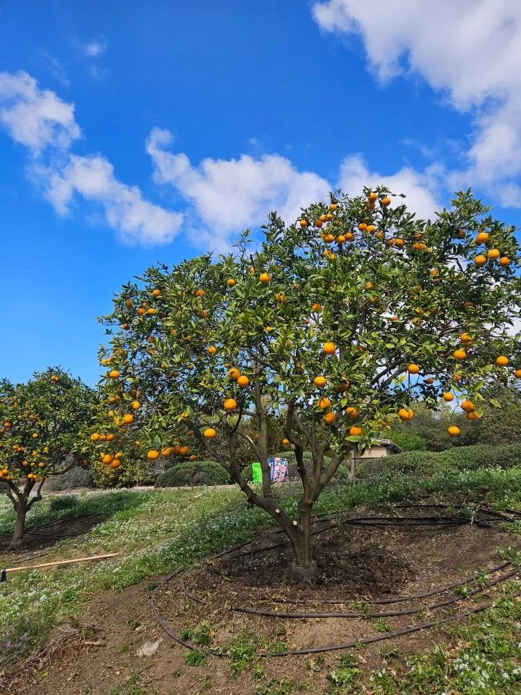 Trusted lawn care service experts serving San Marcos, CA - Caro's Landscape