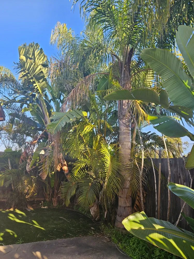 Top-rated landscaping services in San Marcos, CA by Caro's Landscape