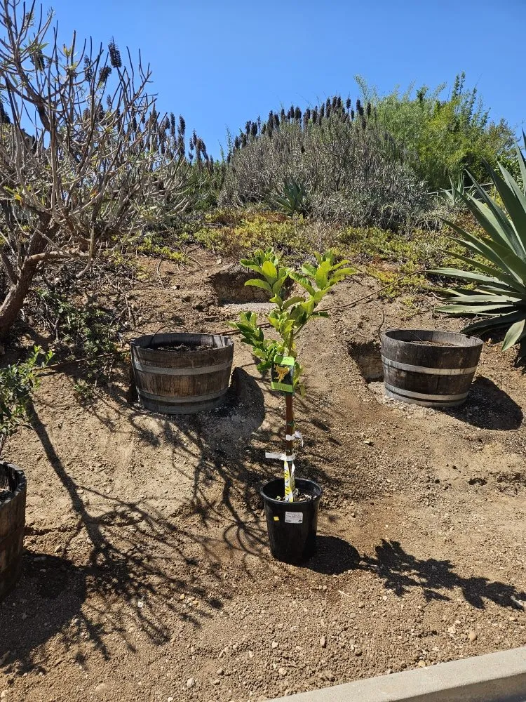 Professional landscape installation in San Marcos, CA by Caro's Landscape