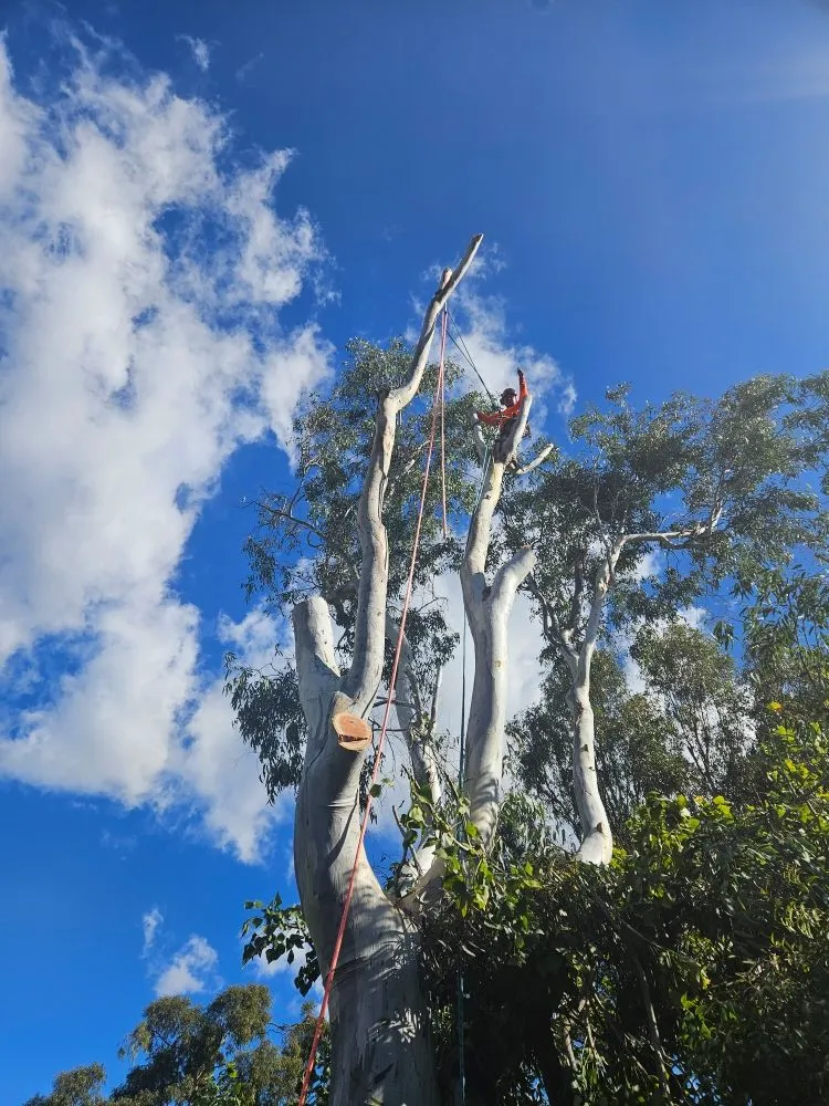 Trusted yard cleanup service for residential properties across San Marcos, CA - Caro's Landscape